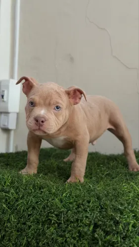 Machinho - American Bully Micro