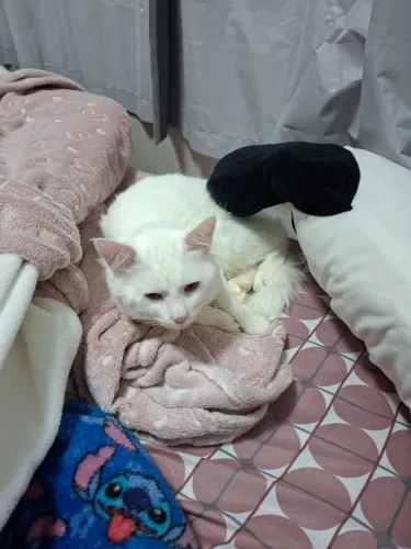 Doasse gato