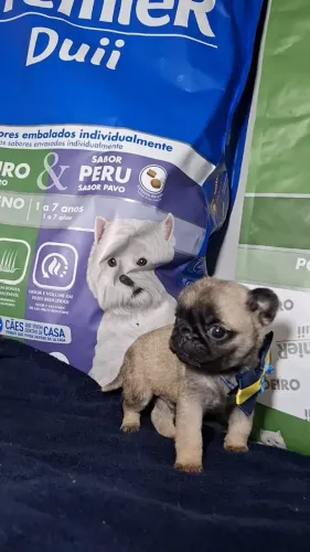 Pug Filhotes