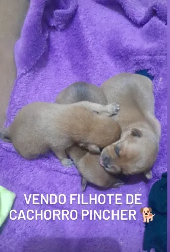 Cachorro Pincher N1 macho