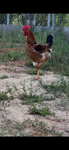 Frangos puros e mestiços