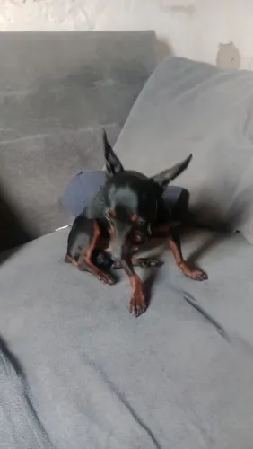 Pincher 0 mini