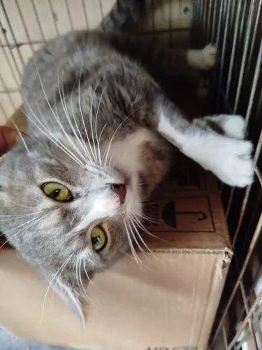 Adoção glamouroso gato 8 meses castradinho cinzinha