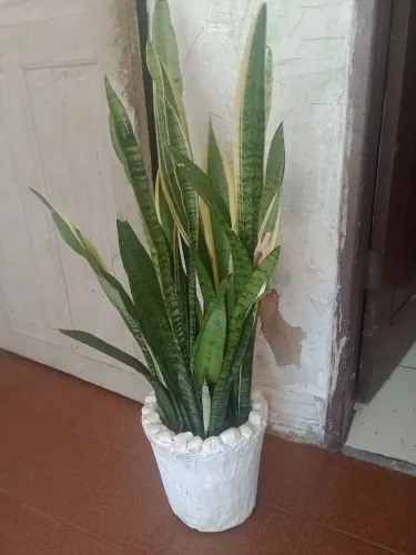 PLANTA