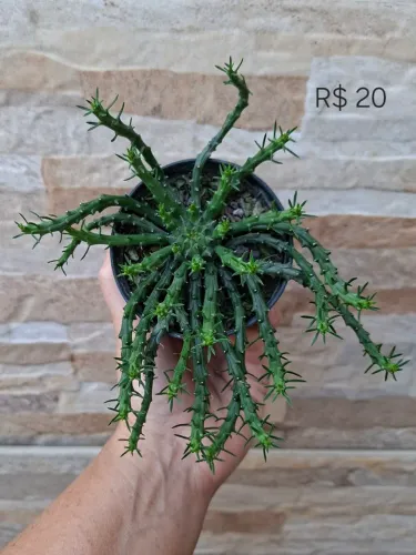 Euphorbia flanaganii (cabeça de medusa)