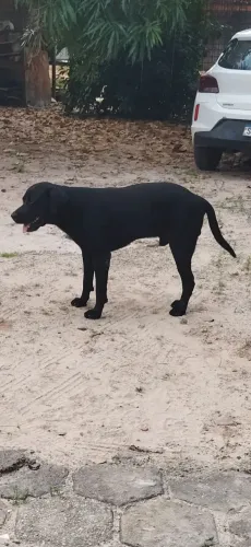 Cachorro para cruzar somente com rottweiler ou pastor alemão
