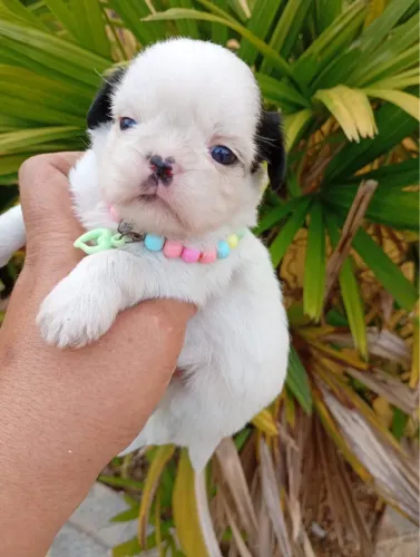 Shih Tzu lindos filhotes disponíveis agora