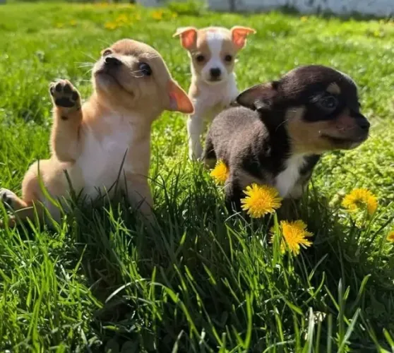 PINSCHER X CHIHUAHUA Perfeito para apartamento ou casa PEQUENA . Zap 9.975I.649I