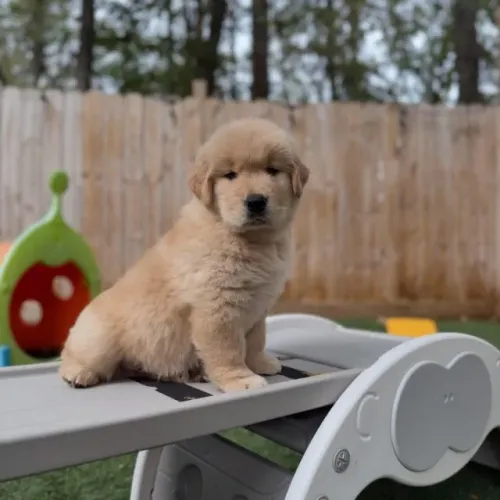 Filhotes de Golden Retriever | Muita fofura.