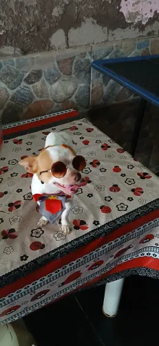Pinscher Mini