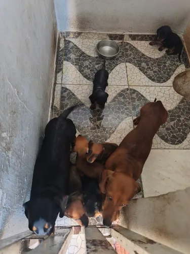 Filhotes de Dachshund