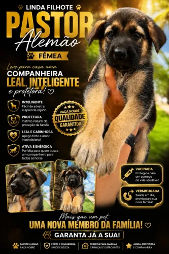 Pastor alemão fêmea 
