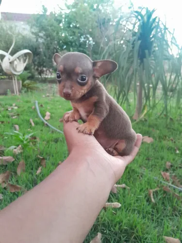Pinscher