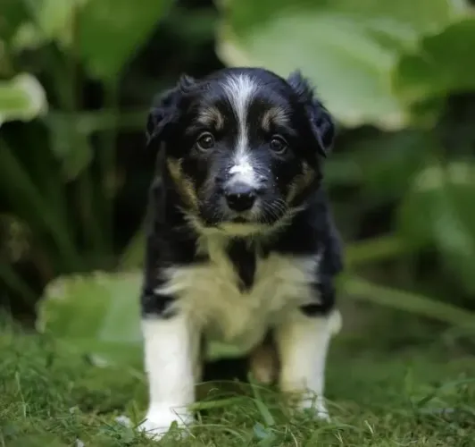 Filhotes de Border Collie | Fofura que merece seu carinho.