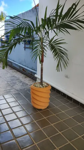 Vaso com Palmeira