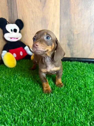 Lulu