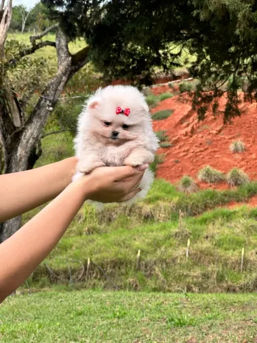 MINI LULU DA POMERANIA!!
