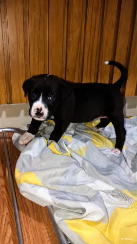 vendo labrador quase puro