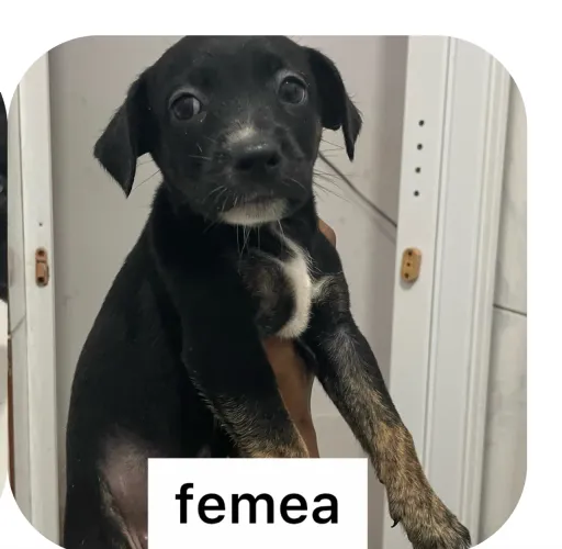 CACHORRINHA PARA DOAÇÃO