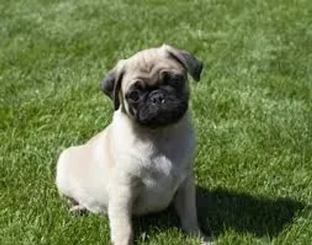 Pug lindos bbs, super fofos com otima saude