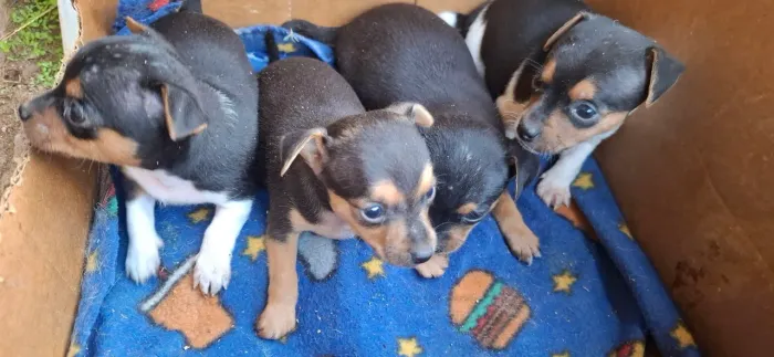 Pinscher MACHO  Miniatura 