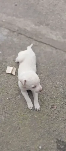 Adoção de cachorrinha