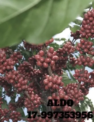 NPK Liquido - Adubo de Carga
