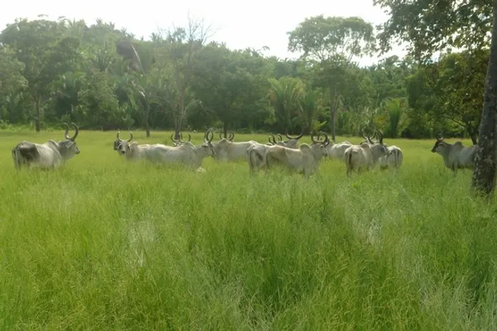 Fazenda de 150 alqueires em Jussara-GO
