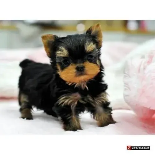 Yorkshire - sorriso automático 