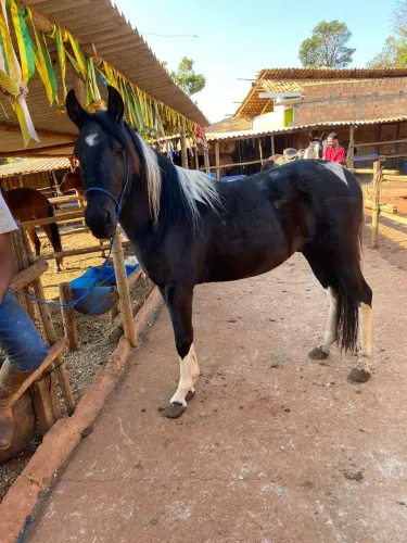 Mangalarga marchador (pampa de preto)