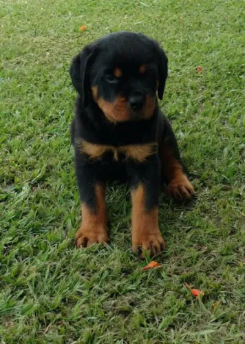 Rottweiler cabeça de touro - Adquira de loja com segurança - 11.949.33.76.34