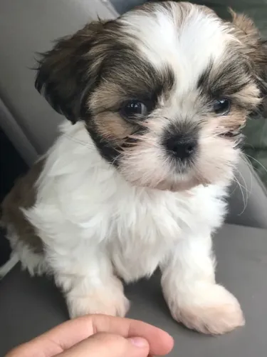 Filhotes de Shih Tzu | O charme em formato de filhote.