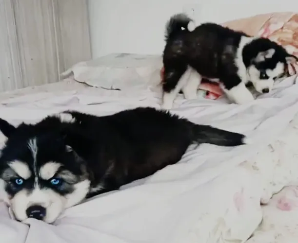 Black Friday dos Filhotes de Husky....
