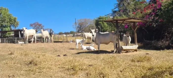Fazenda 28 alq região do NO ENGENHO DAS LAJES DF Só R$ 3.700.000