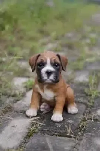 Filhote de Boxer , mais que maravilha