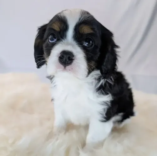Filhotes de Cavalier King: beleza nobre, carinho sem igual