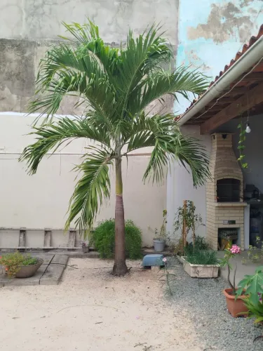 Palmeira para Jardim - Linda e exuberante! ela tem 3 metros 
