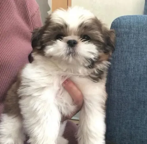 Filhote Shih Tzu, Sorrisos garantidos com esses filhotinhos fofos!