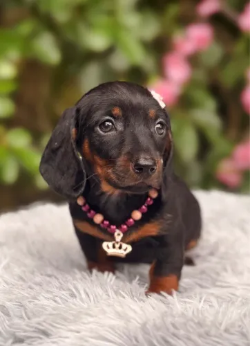 Filhote Dachshund Linguicinha Salsicha Fêmea 