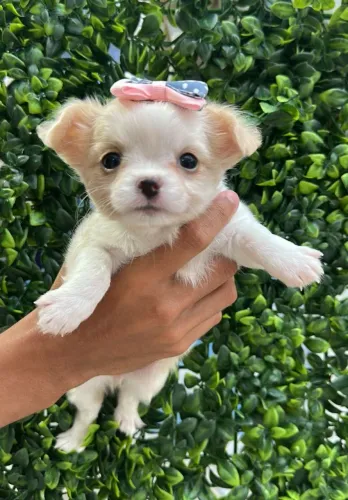 Chihuahua. Menina pelagem longa com pedigree 