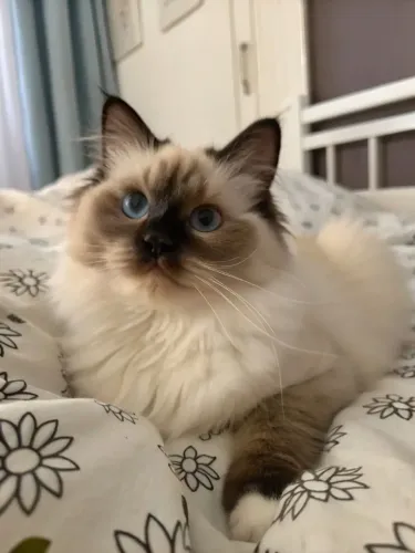 Gatinho Ragdoll - Ideal para Famílias e Crianças!