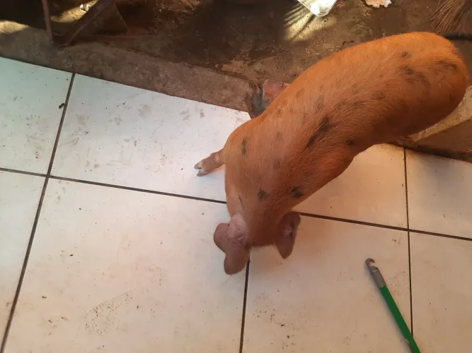 Vendo porco macho de 26kg