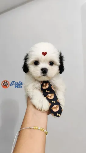 Bebê de Shih Tzu