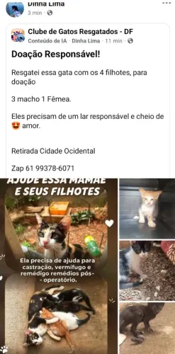 Doação de ? gatinho