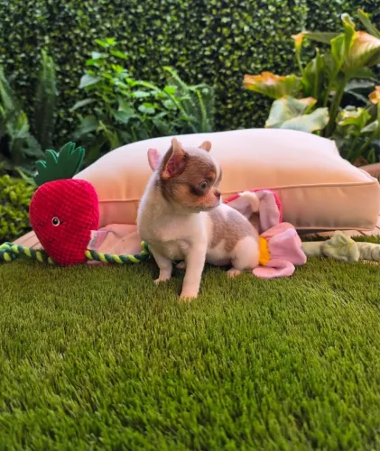 Chihuahua 