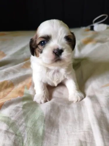 FILHOTES DE SHIH-TZU (Leia a descrição)