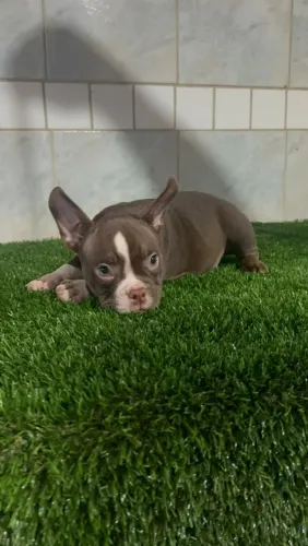 Filhote American Bully 3 meses