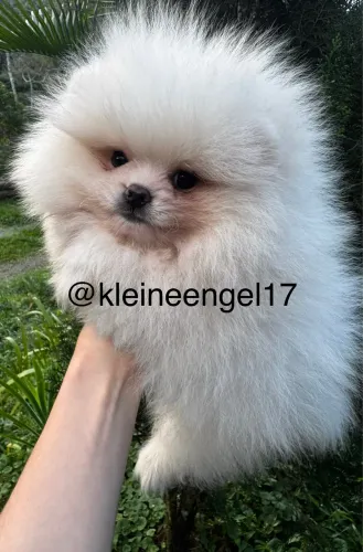 Macho Lulu da Pomerania bem anaozinho