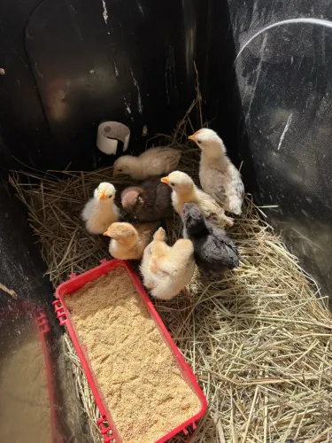 Lote com 8 pintinhos garnisés