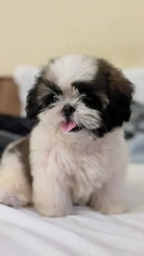 Shihtzu Um lindinho que vai conquistar toda a família